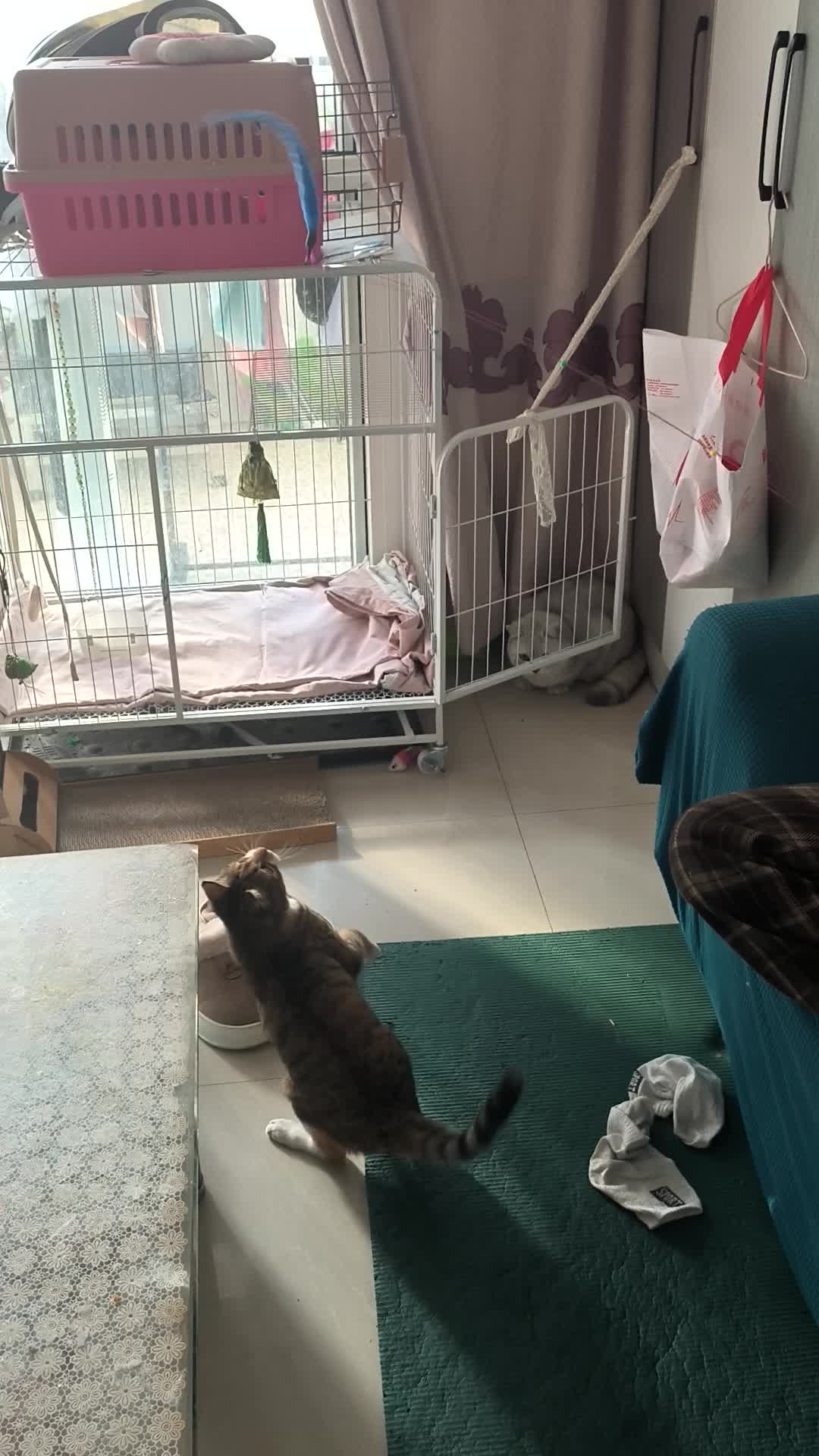 VID_20240127_152221.mp4