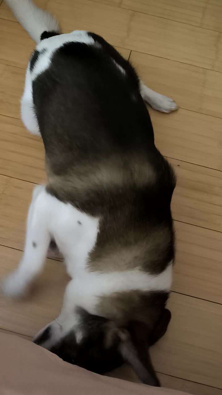 VID_20240731_110822.mp4