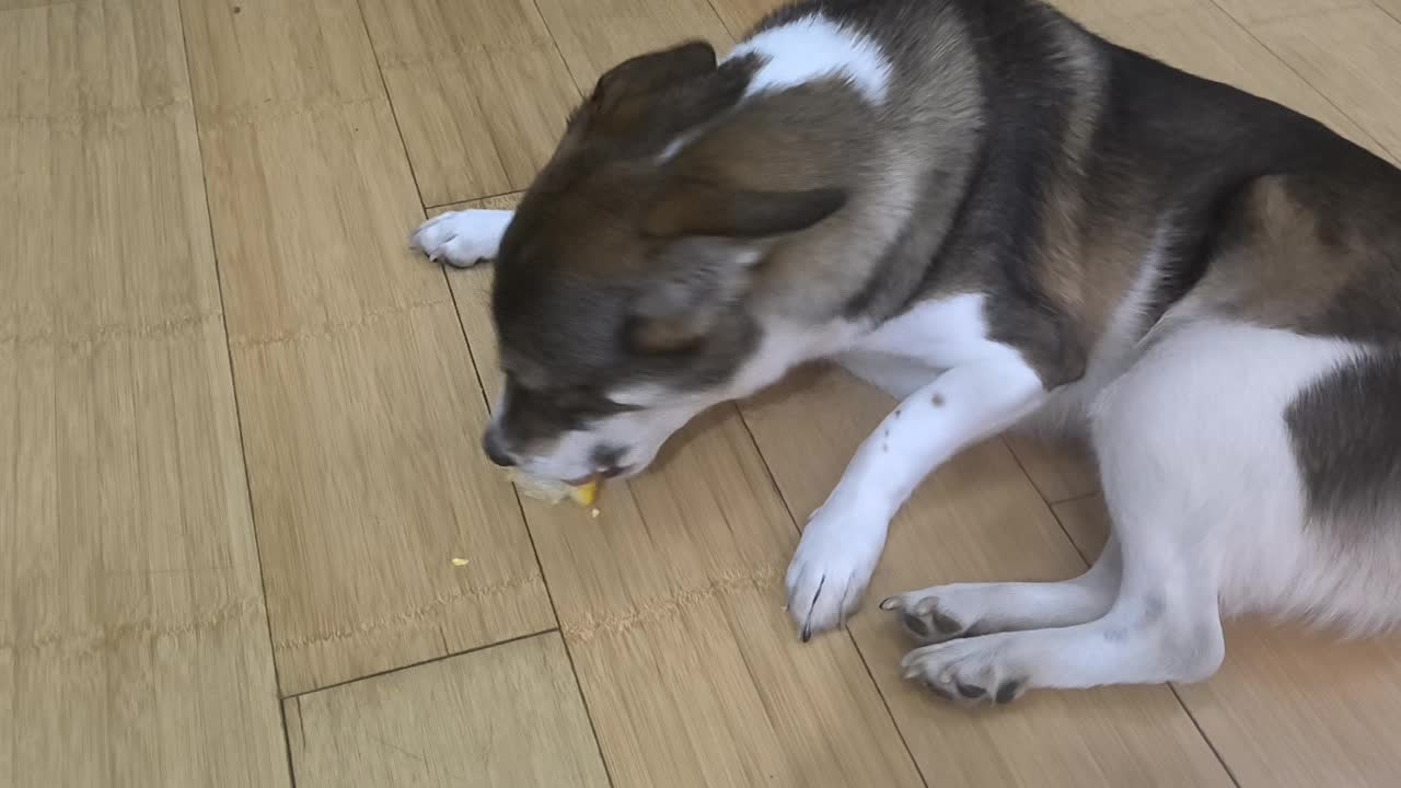 VID_20241005_092438.mp4